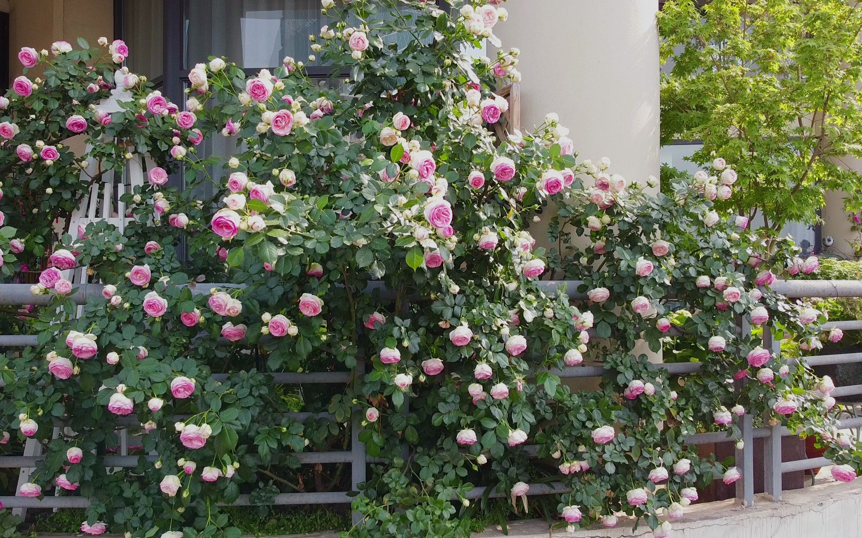 欧月"龙沙宝石"的盛开季 2023