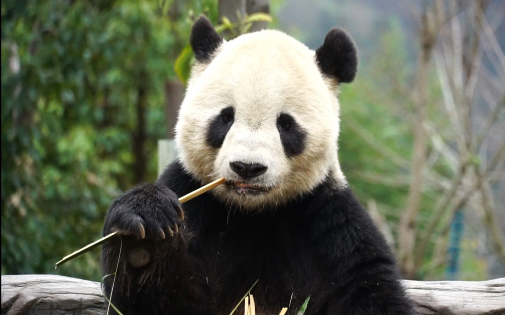 发现这段没有发过 以前拍的泰山