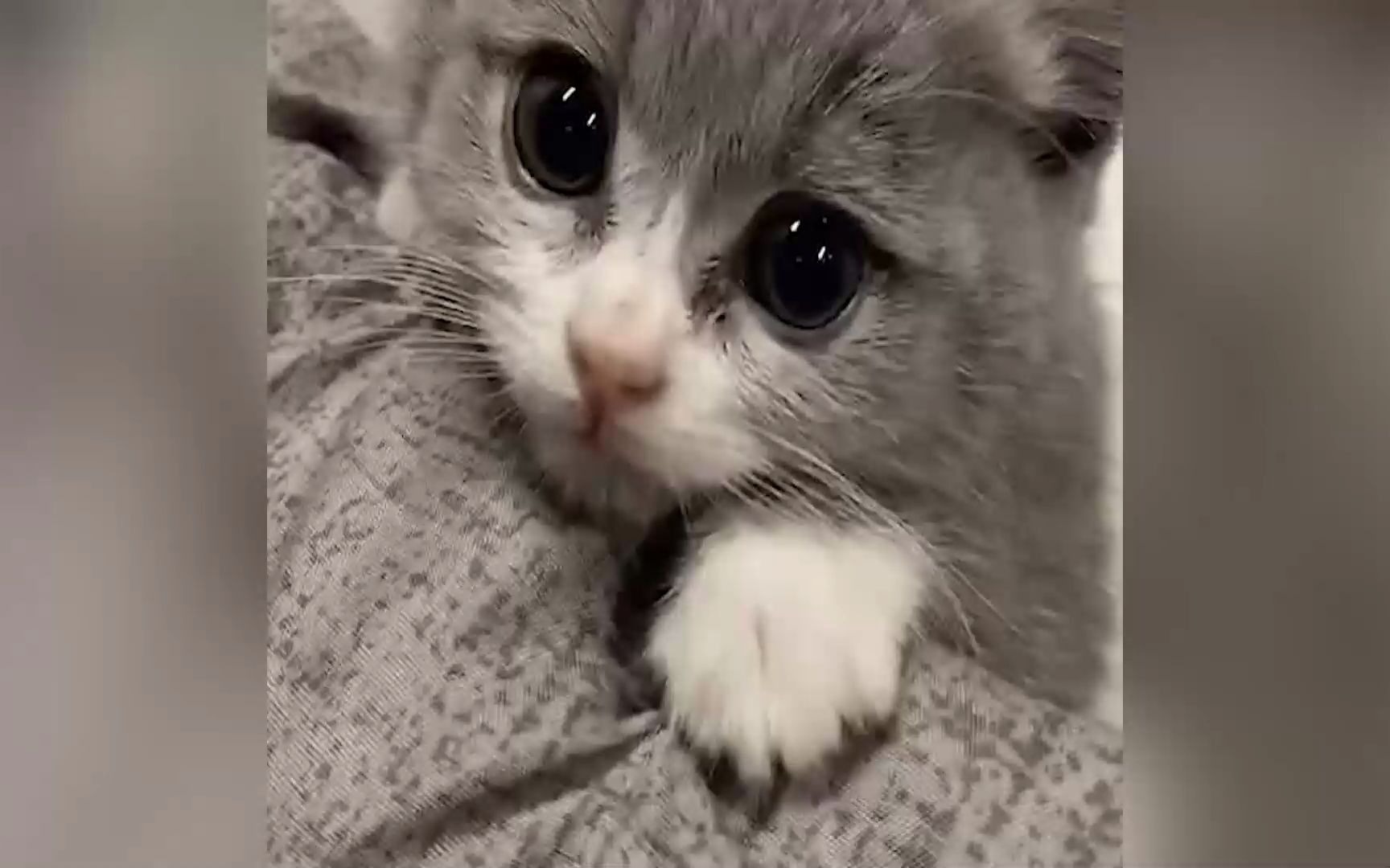 小奶猫爬床失败挂床边!两只大眼睛无辜看着主人,网友:快救救它