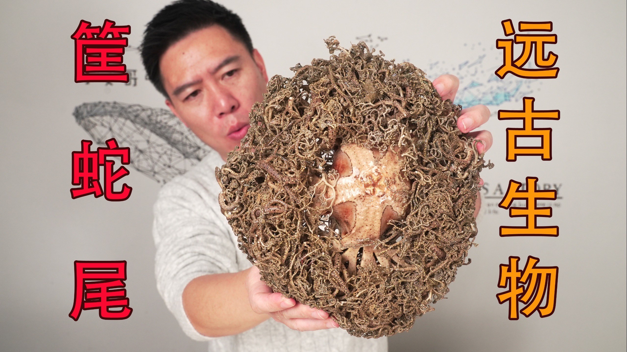 试吃“海洋十大恶心生物”筐蛇尾！