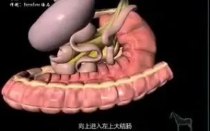 Video herunterladen: 【吃点啥】马胃在左还是在右？