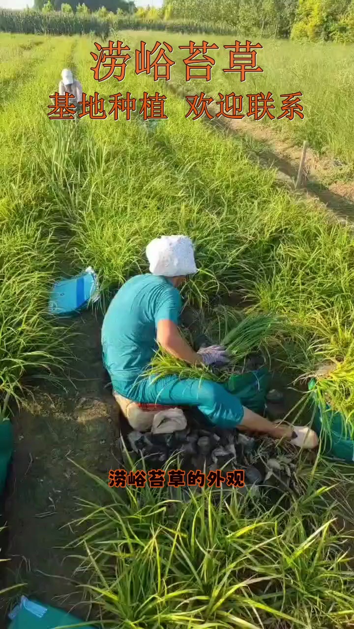 崂峪苔草 作观赏性地被植物 护坡绿化 冷季型观赏草 #涝峪苔草 #四川涝峪苔草 #四川涝峪苔草基地哔哩哔哩bilibili