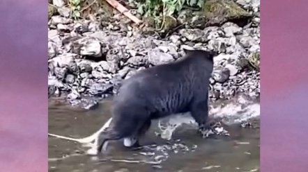 猪肉绦虫 牛肉绦虫有多长 令人震惊 一个视频告诉你我们小时候为什么要吃打虫药哔哩哔哩bilibili