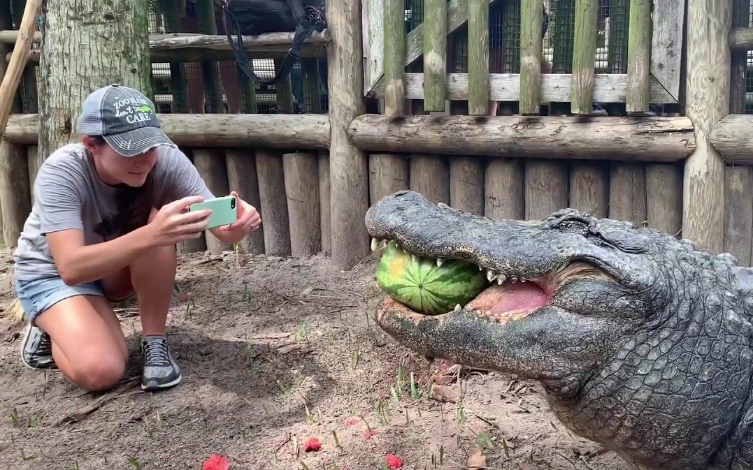 【动物救助】鳄鱼94:我西瓜吃的好吧90