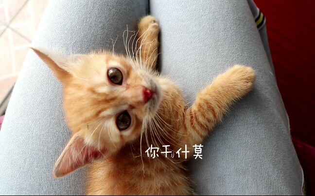 【橘猫】为什么现在橘猫那么受欢迎?哔哩哔哩bilibili