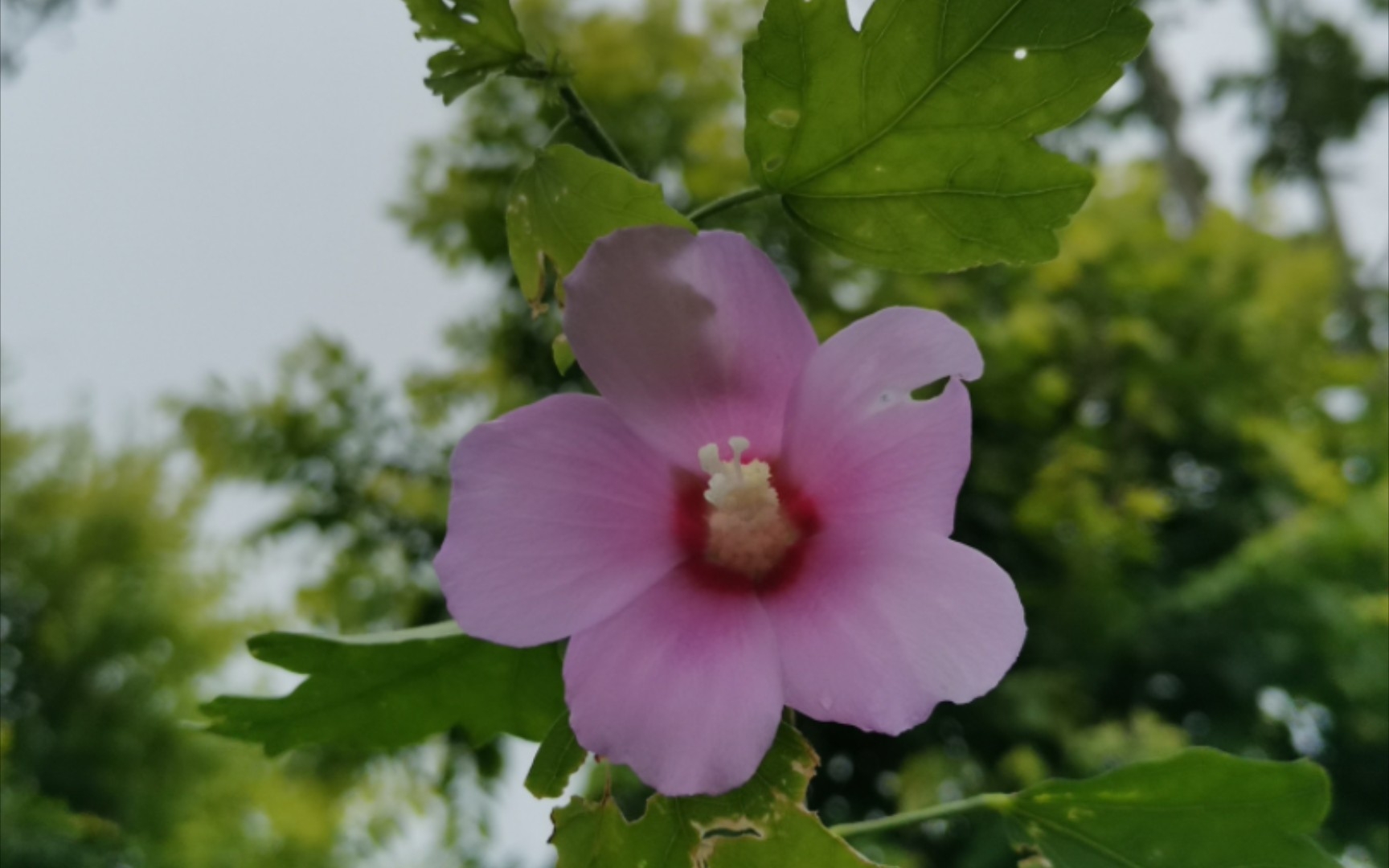 [图]风雨摧花，花不自弃。