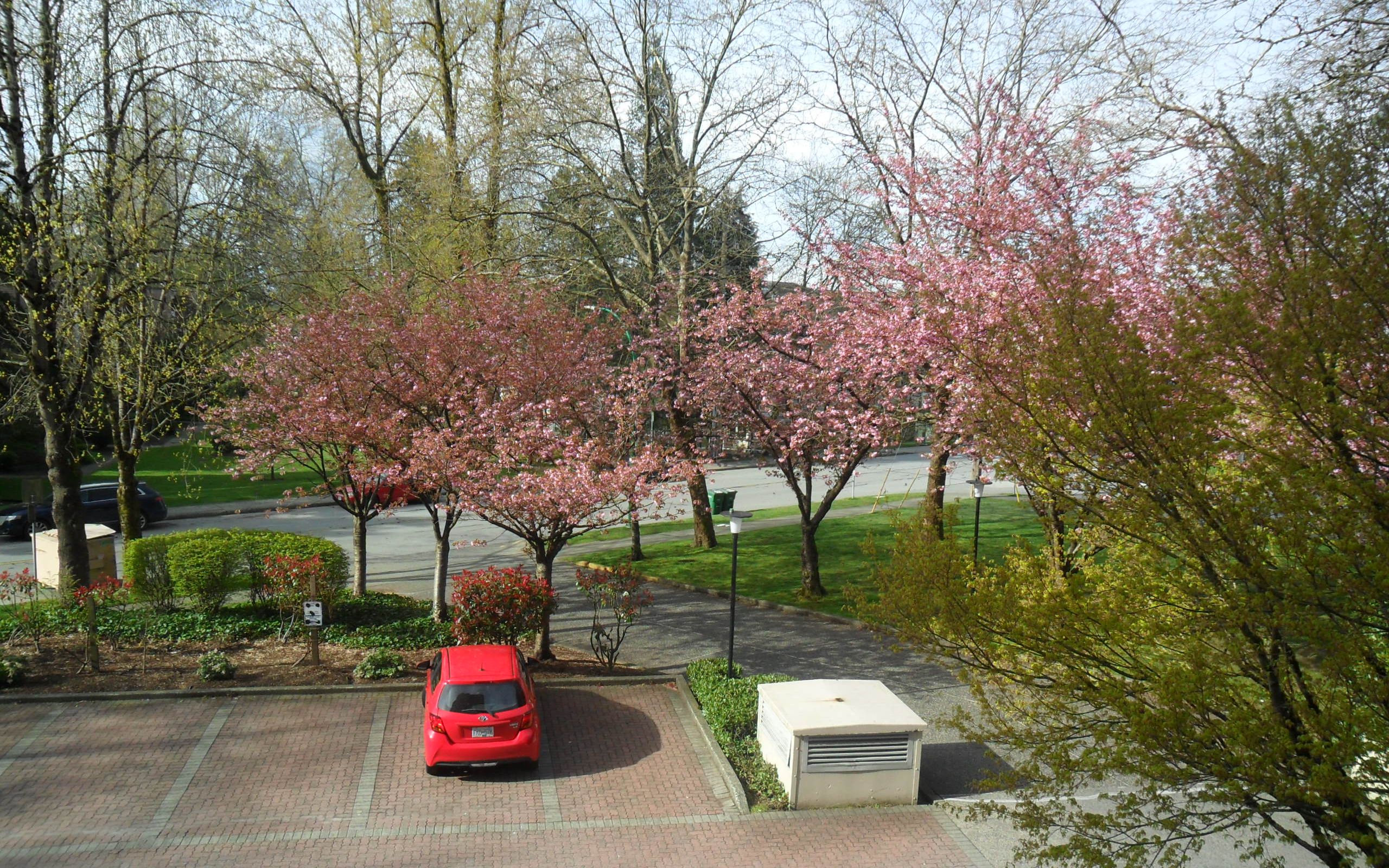 [图]Cherry Blossoms in Spring