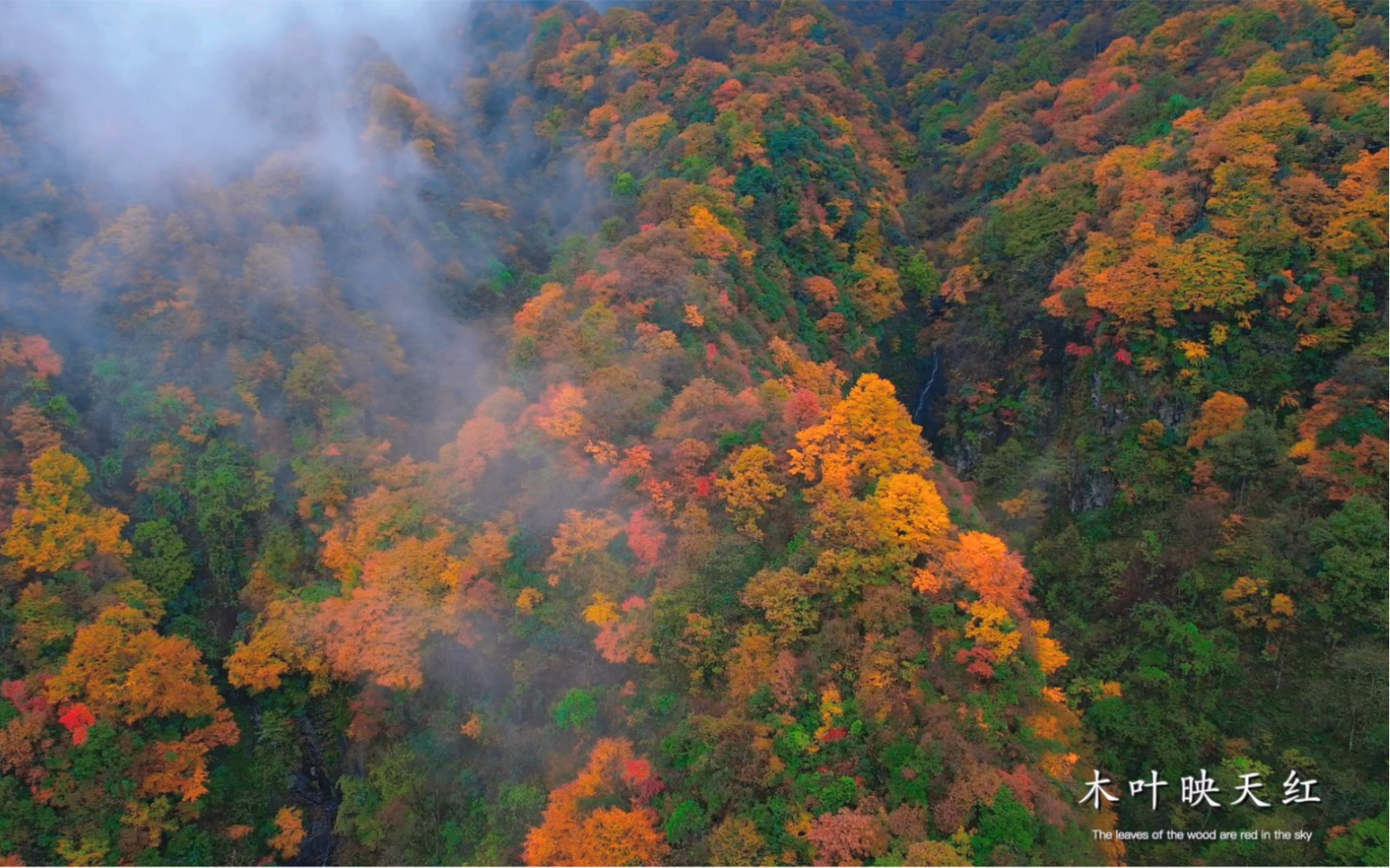 [图]#光雾山红叶进入最佳观赏期#邀您共赏金秋红叶盛宴！巴山一夜风，木叶映天红；色比桃花艳，秋如春意浓。#惊艳了整个秋天的红叶##2021光雾山国际红叶节