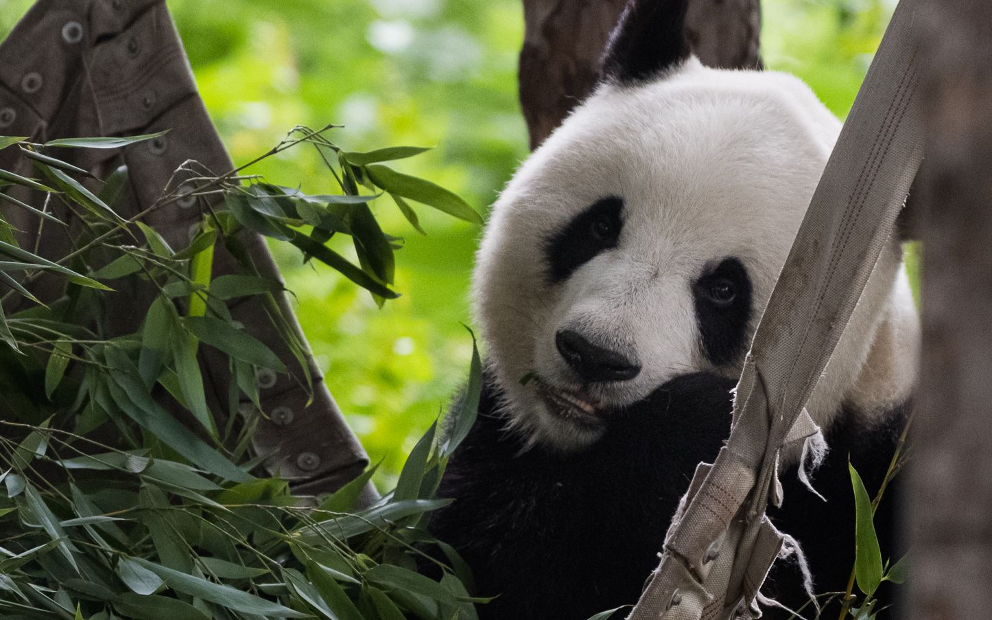 活动作品北京动物园熊猫摄影合集4k