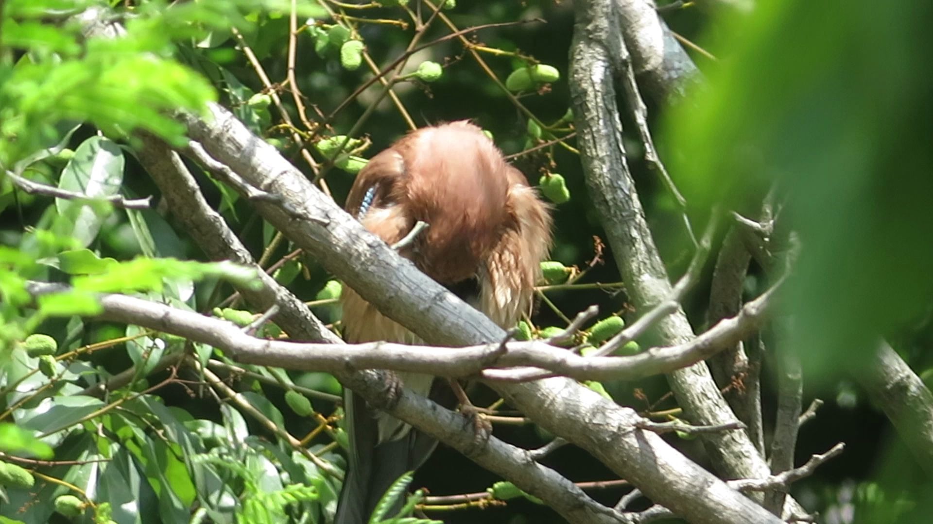 松鸦洗完澡在树枝上整理羽毛松鸦的英文名是jay