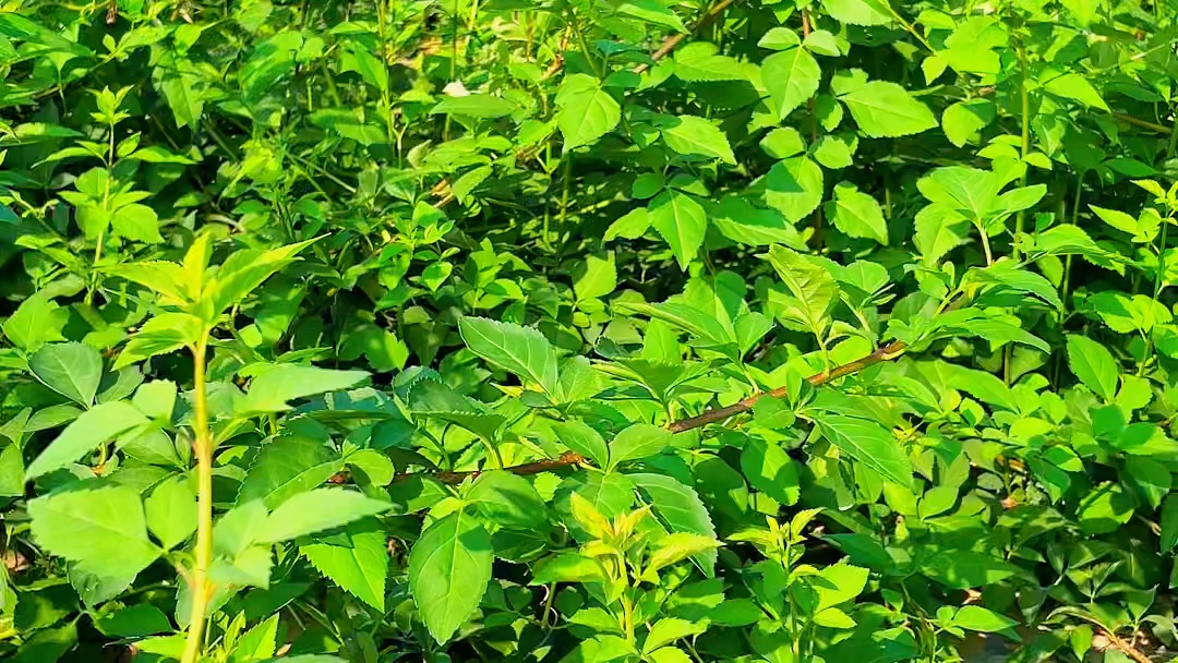 高产大果三号药用连翘苗幼苗期修剪管理