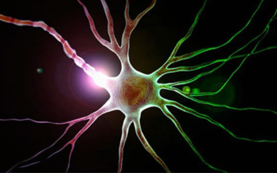 具有混合性质的神秘脑细胞发现