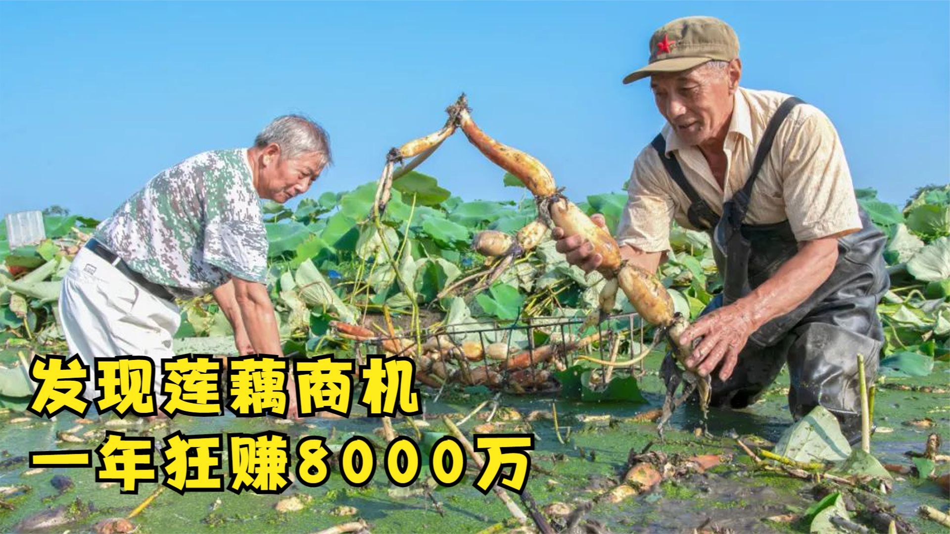 四川小伙种植藕,有9000多亩的浅水莲藕,年销售八千多万元哔哩哔哩bilibili