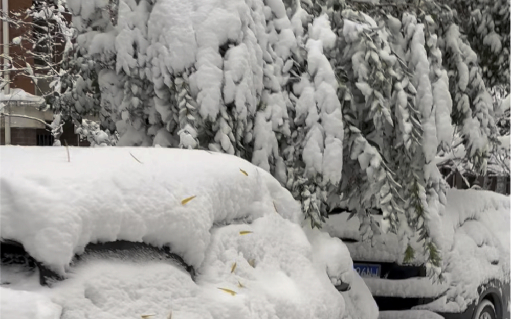 没想到郑州下这么大的雪,厚度达20厘米,你们那边下雪了吗?
