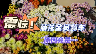 Скачать видео: 震惊！菊花全员翻车，背后的原因竟然是…