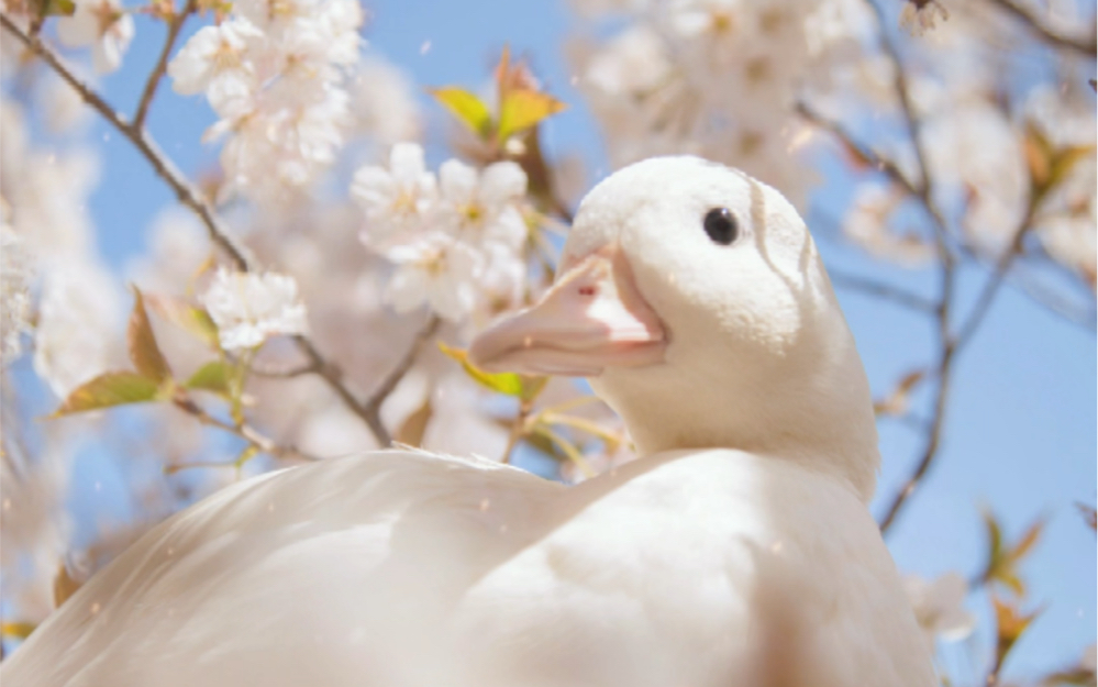 [图]今天的鸭子是樱桃花味的