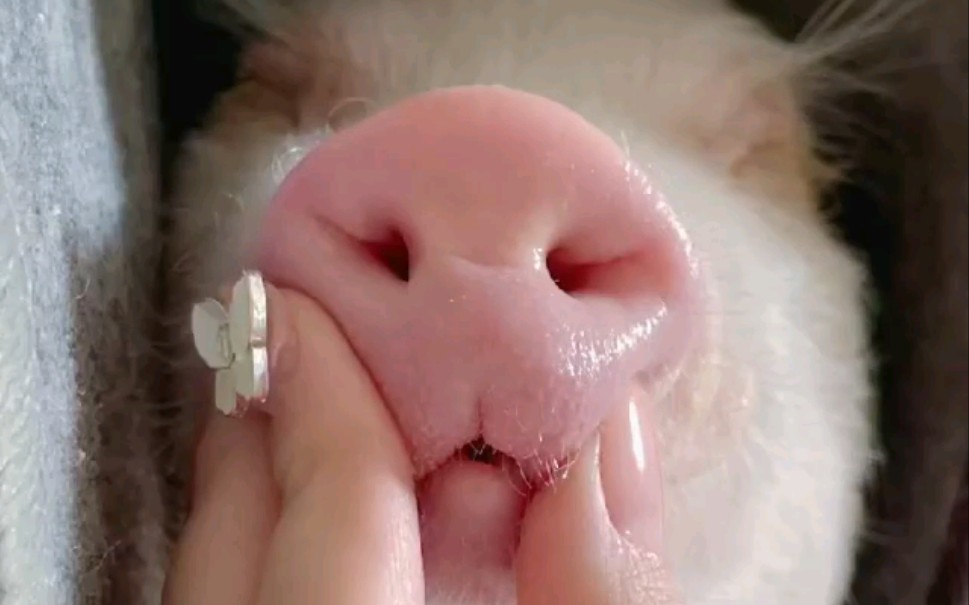 【这里全是小猪猪】百玩不腻的小猪嘴