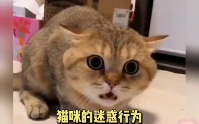 [图]猫咪迷惑行为大赏！！！