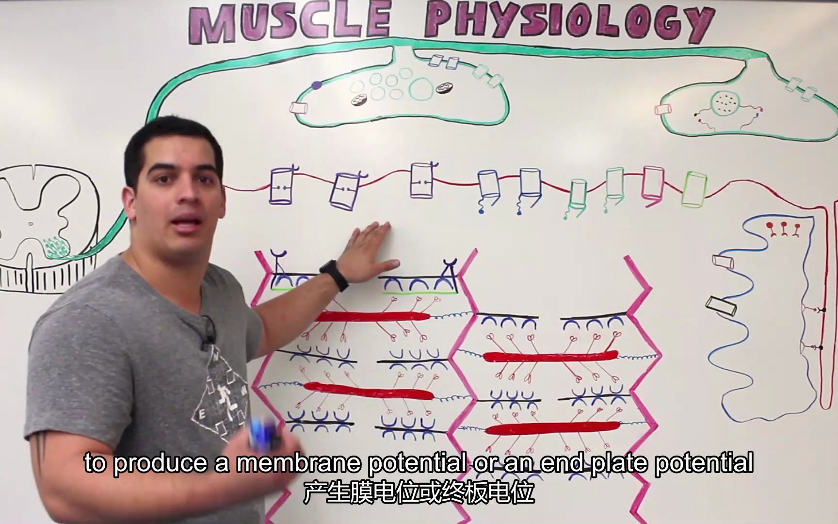 [图]【肌肉骨骼系统】（中英字幕）神经肌肉接头3：肌丝滑行学说 Sliding Filament Theory