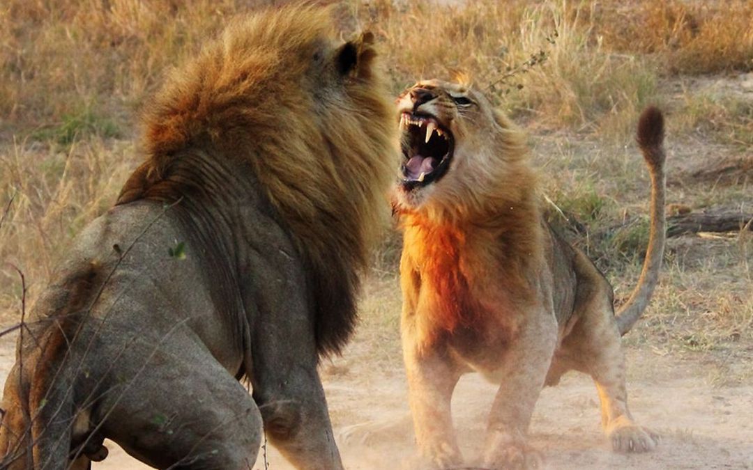 两成年雄狮暴打自己狮群的亚成年雄狮