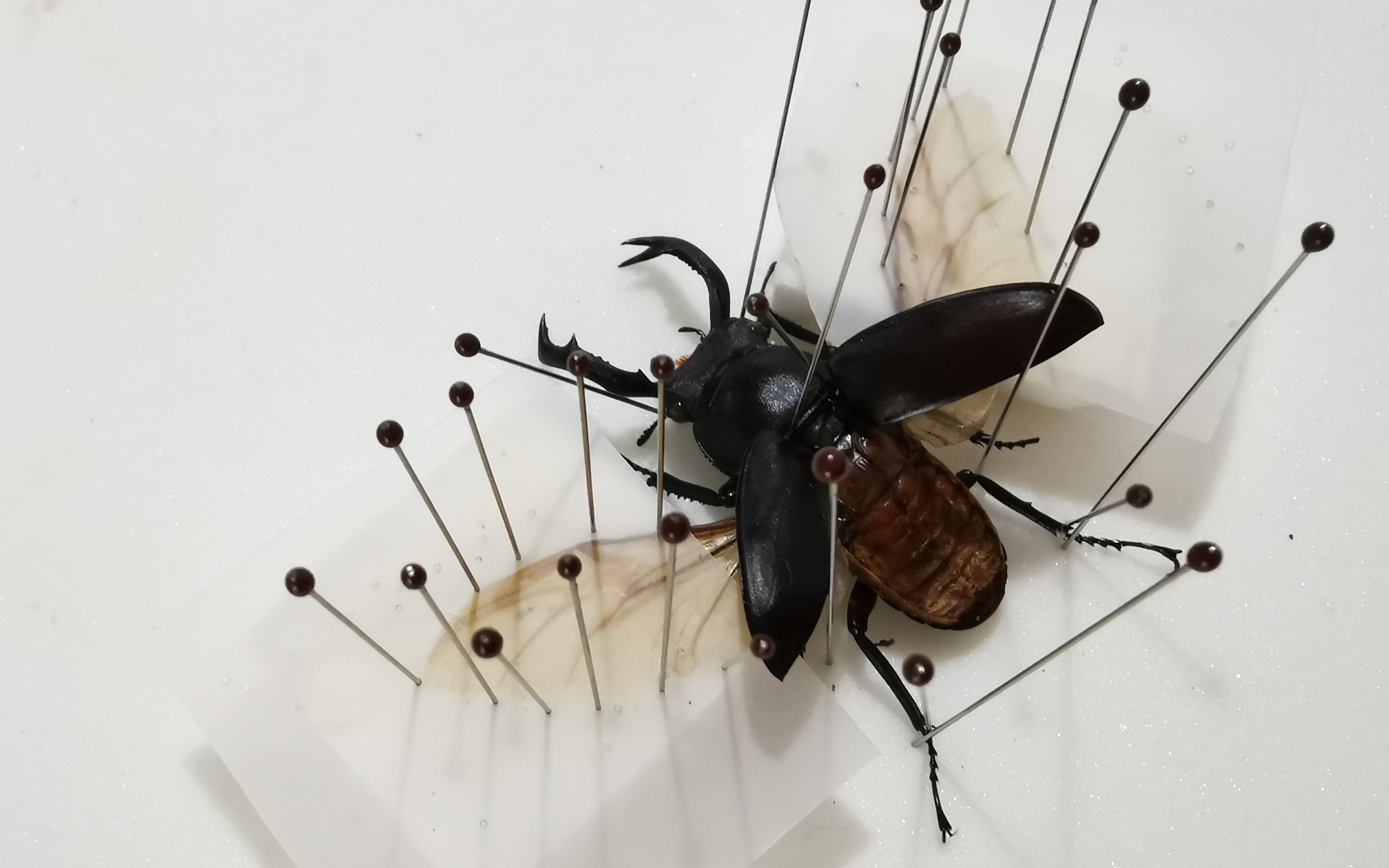 蒸汽朋克甲虫制作系列7——拟鹿角锹甲标本整姿_哔哩哔哩 (゜-゜)つロ