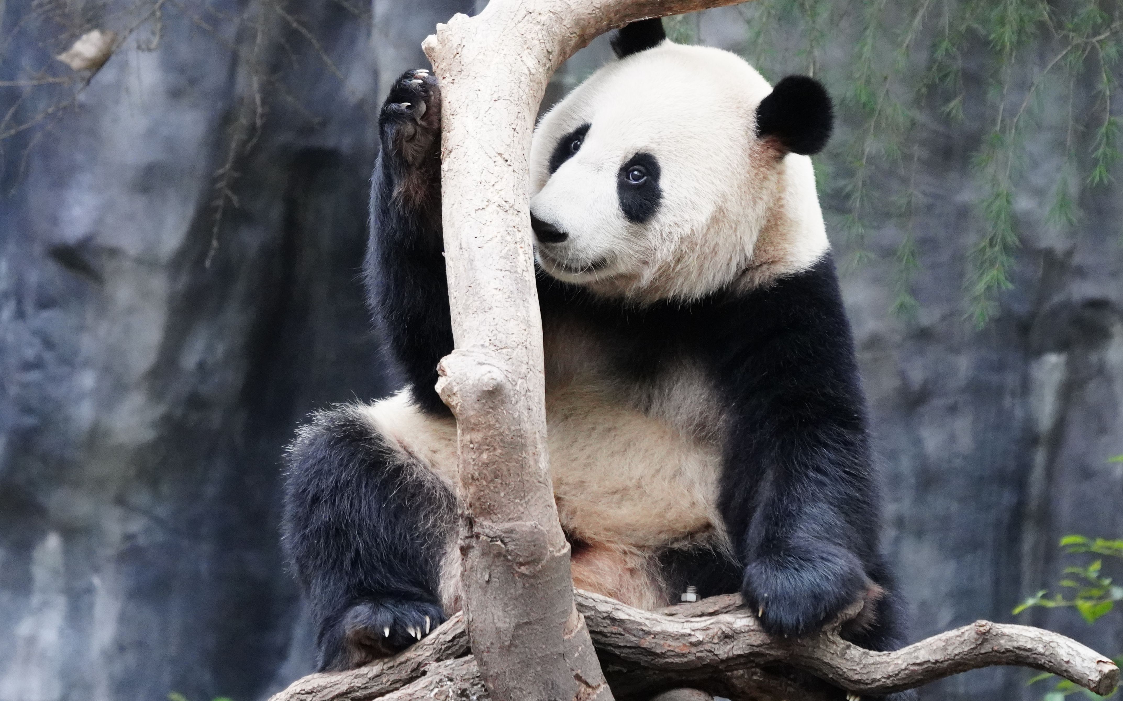 大熊猫 平平 2018.10.