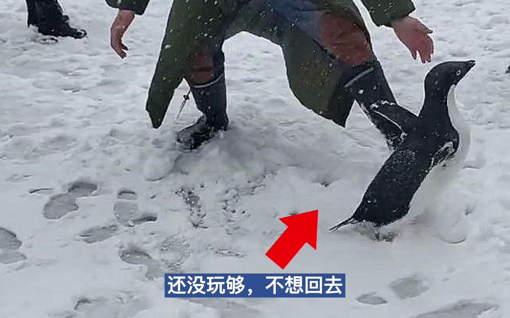 北方大雪降临,天津一动物园的企鹅高兴得玩不够哔哩哔哩bilibili