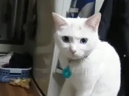 下载视频: 猫：你可真烦！