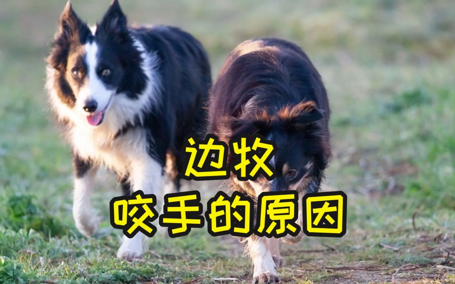 边牧咬人手的原因,你都知道吗?