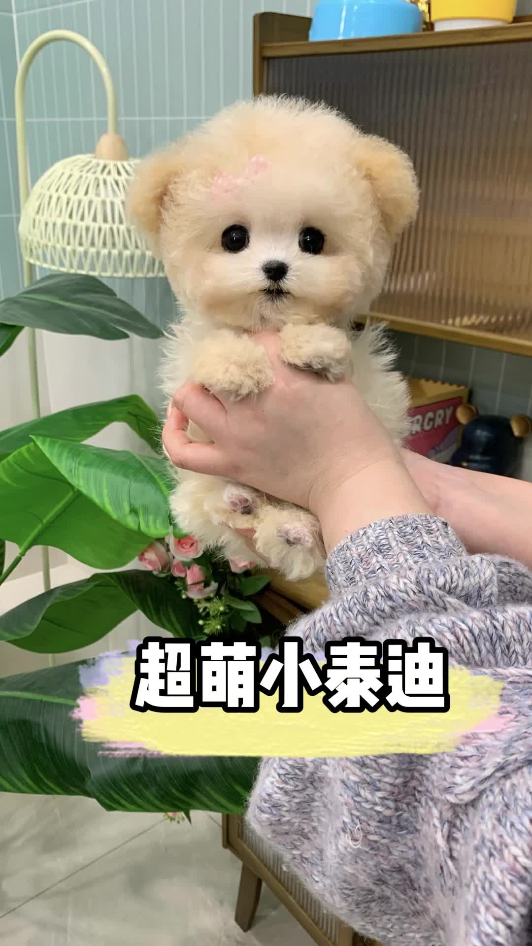 这只奶油色泰迪要去上海自家幸福去啦#泰迪 #香槟色泰迪 #萌宠日常