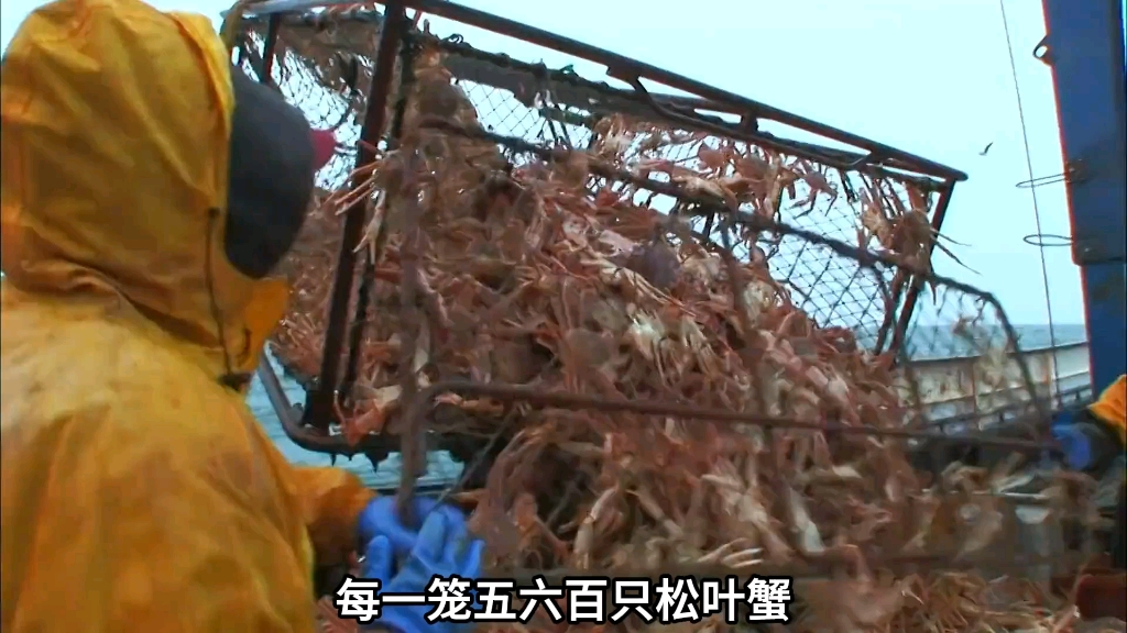 捕蟹季二季——第六集:西北号丰收时刻.