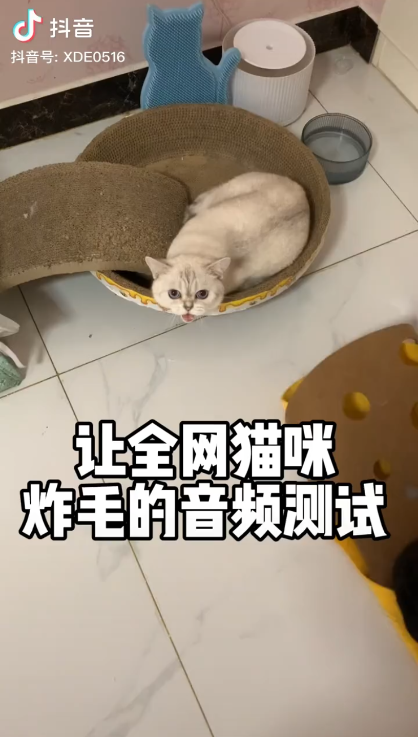 让猫咪炸毛的音频哔哩哔哩bilibili