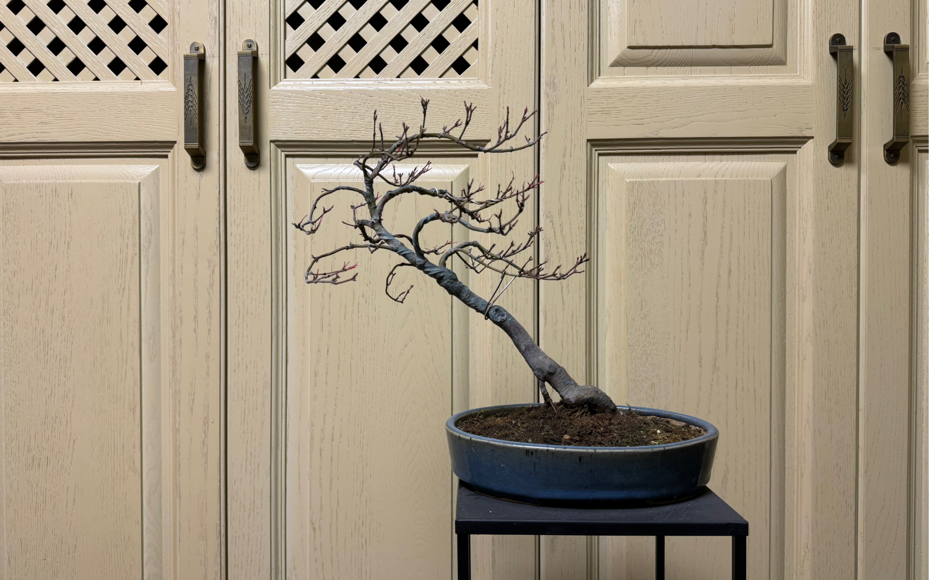 蝴蝶锦枫树盆景3年的成长记录