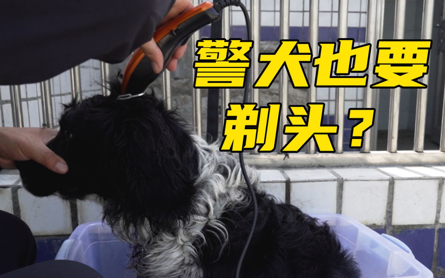 警犬二黑被迫剃头,解锁新皮肤哔哩哔哩bilibili