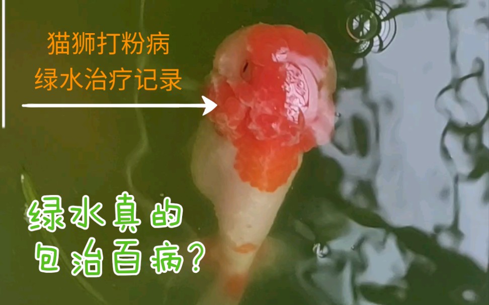 【猫狮金鱼】绿水真的包治百病?猫狮打粉病绿水治疗记录
