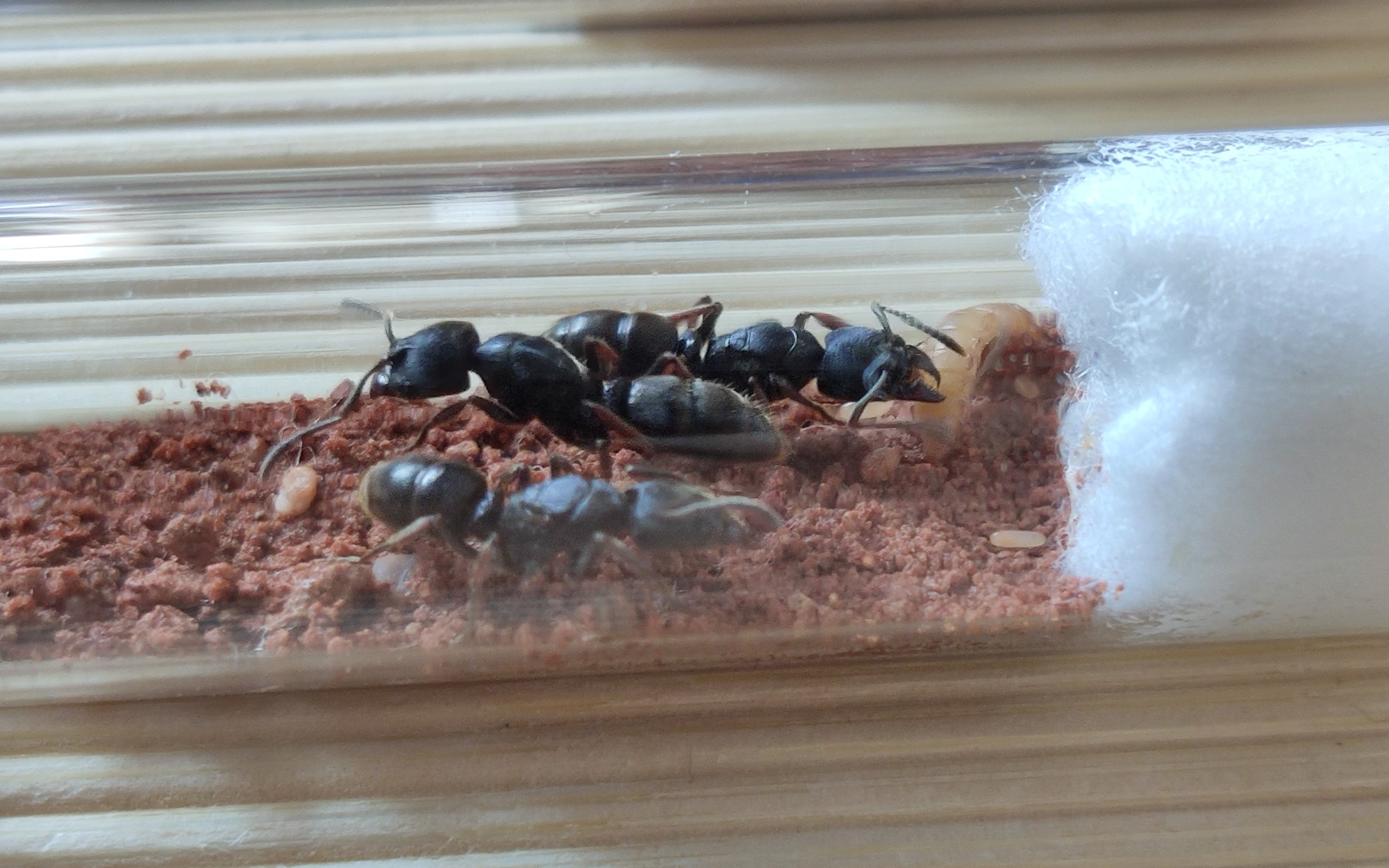 扁头猛蚁和横纹齿猛蚁新后up主又剁手了