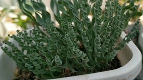 天气转热 你家弹簧草叶子开始发黄了 别担心 他是要休眠了 分享下弹簧草休眠的小知识点 哔哩哔哩