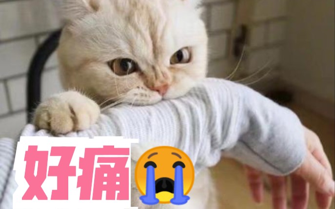 猫咪咬人怎么纠正?猫咬人什么意思?怎么教育?哔哩哔哩bilibili