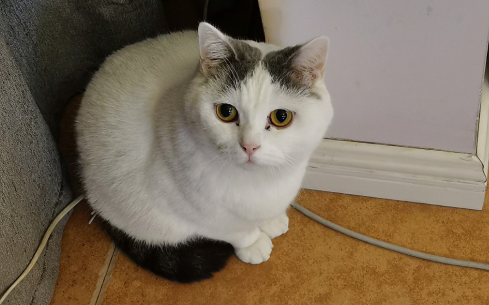 绕着圈蹭手的猫,又白又胖