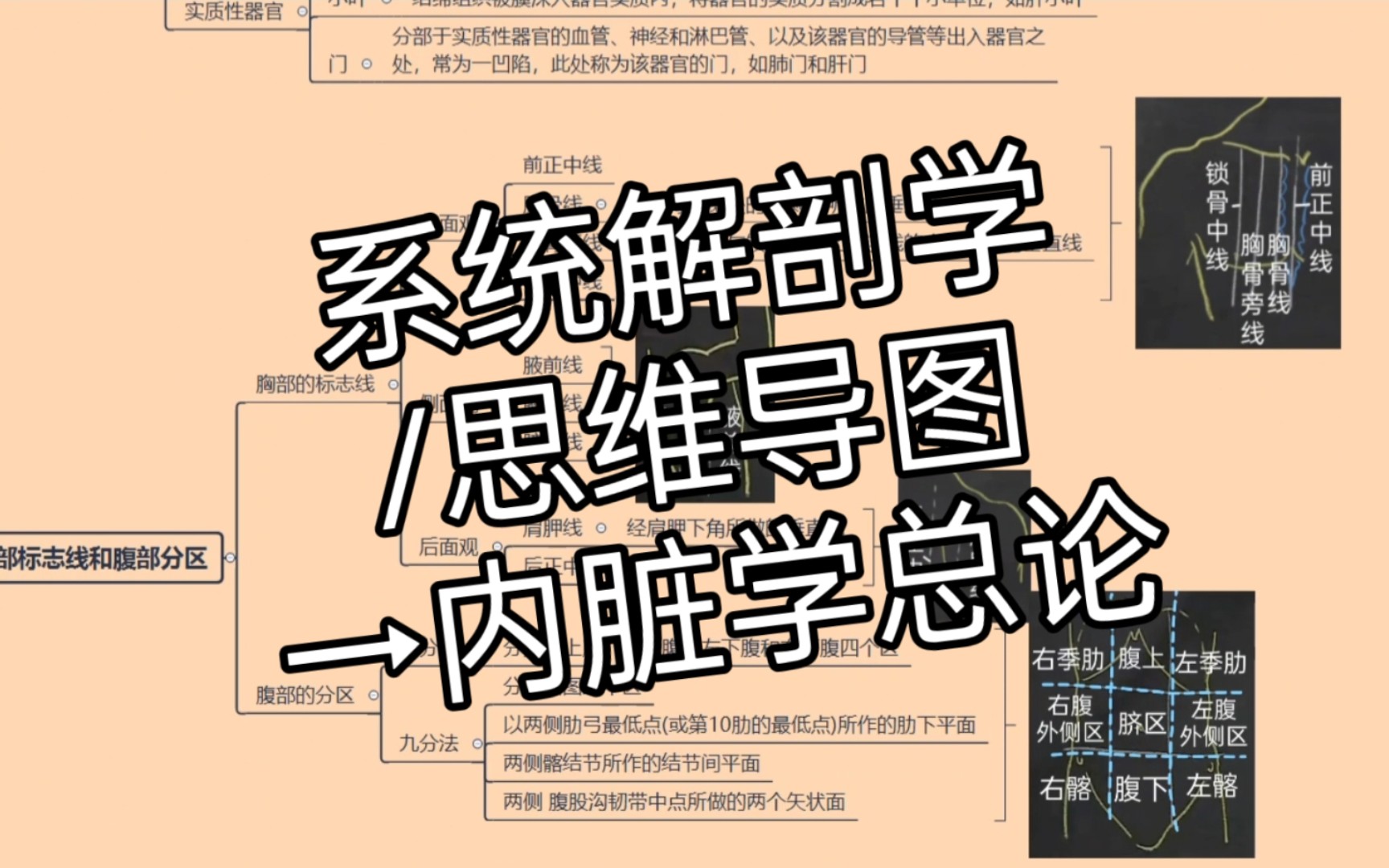 【系统解剖学笔记】内脏学总论→系统解剖学/霍琨老师/思维导图哔哩哔哩bilibili