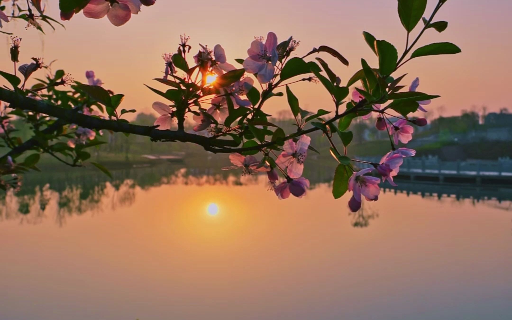 [图]缘起缘灭缘终尽，花开花落花归尘。人生本过客，何必惹尘埃，世事皆浮云，何必千千结