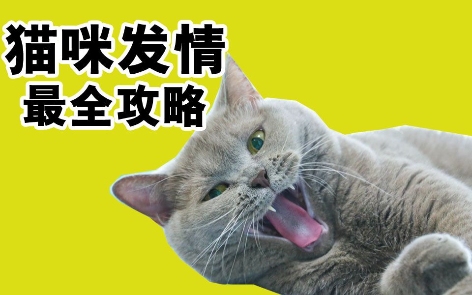 猫咪发情怎么办?很多人快被折磨哭了,看完你就不担心了【猫奴怎么办】哔哩哔哩bilibili