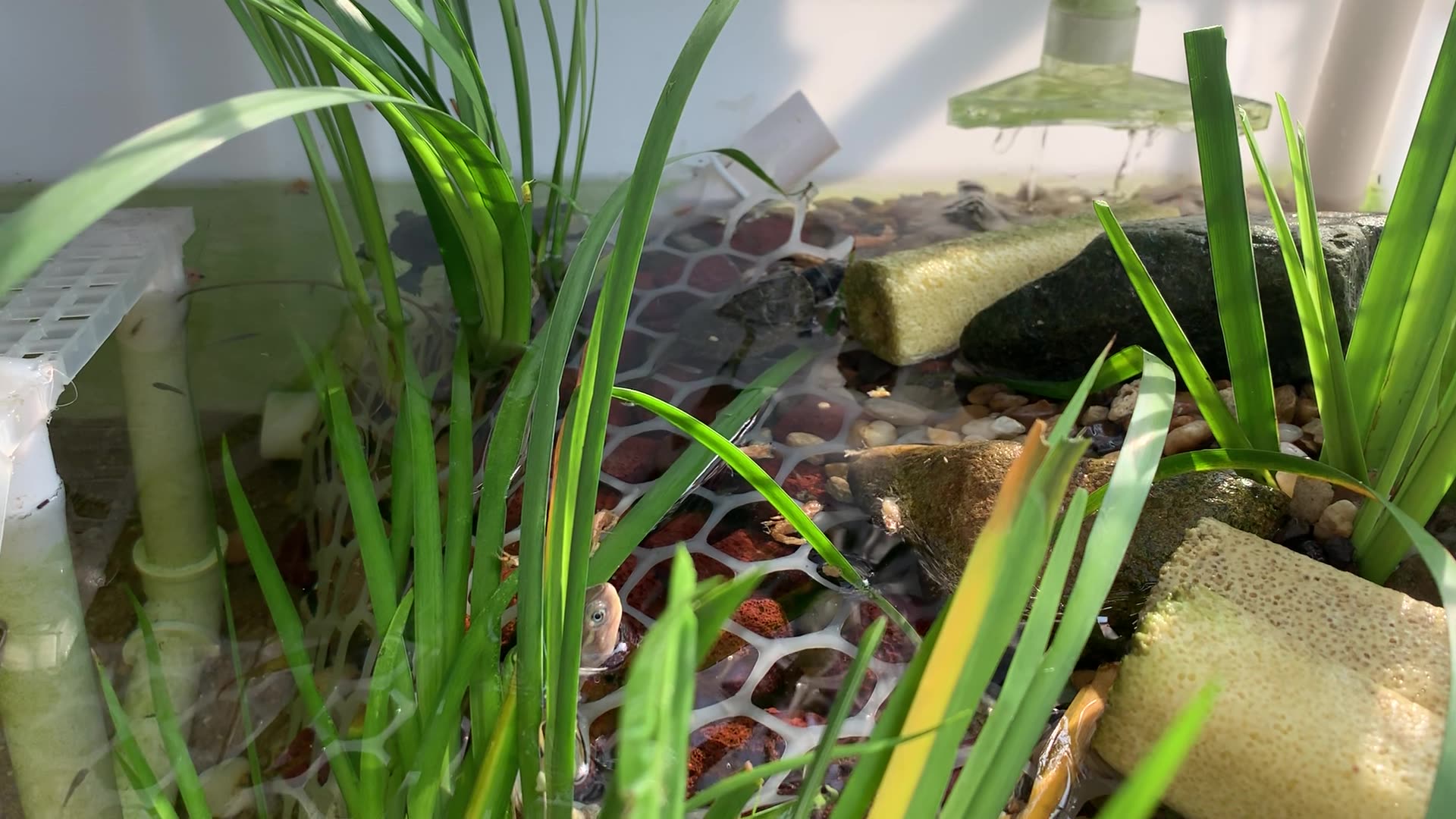 12米缸沼泽过滤清水养龟