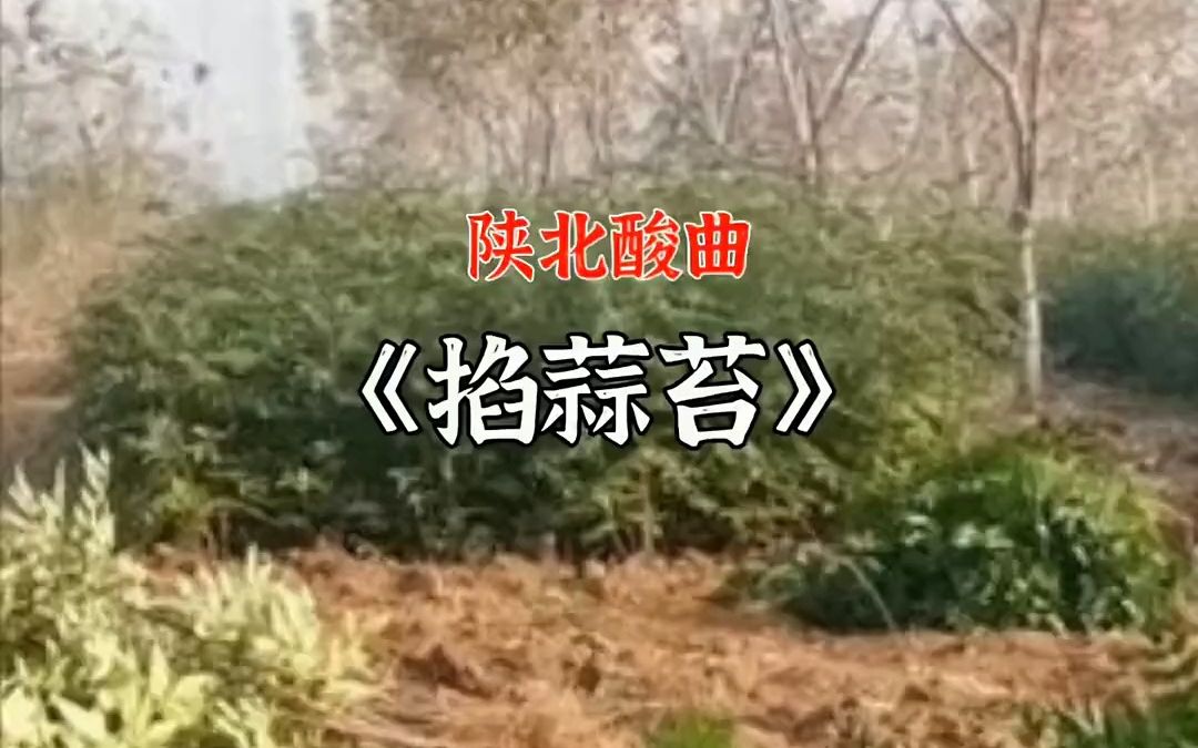 陕北酸曲《掐蒜苔》陕北民歌哔哩哔哩bilibili