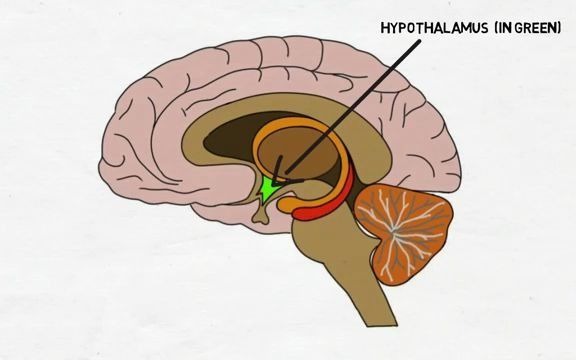 生物钟视交叉上核suprachiasmaticnucleus