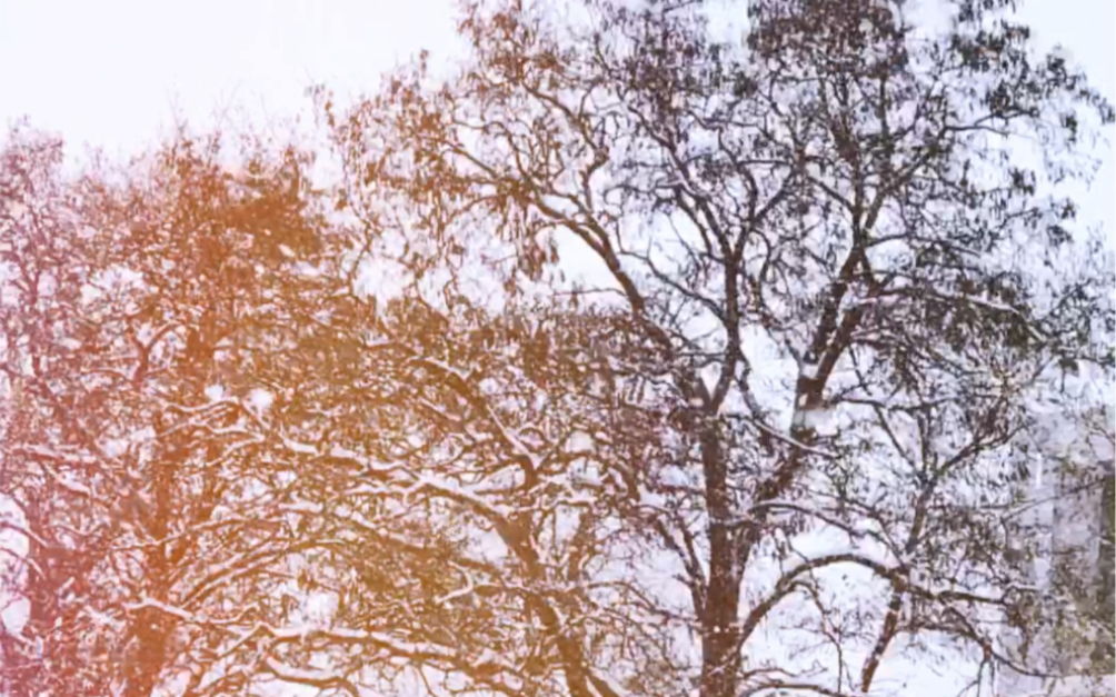 [图]北国的冬，沈阳的雪