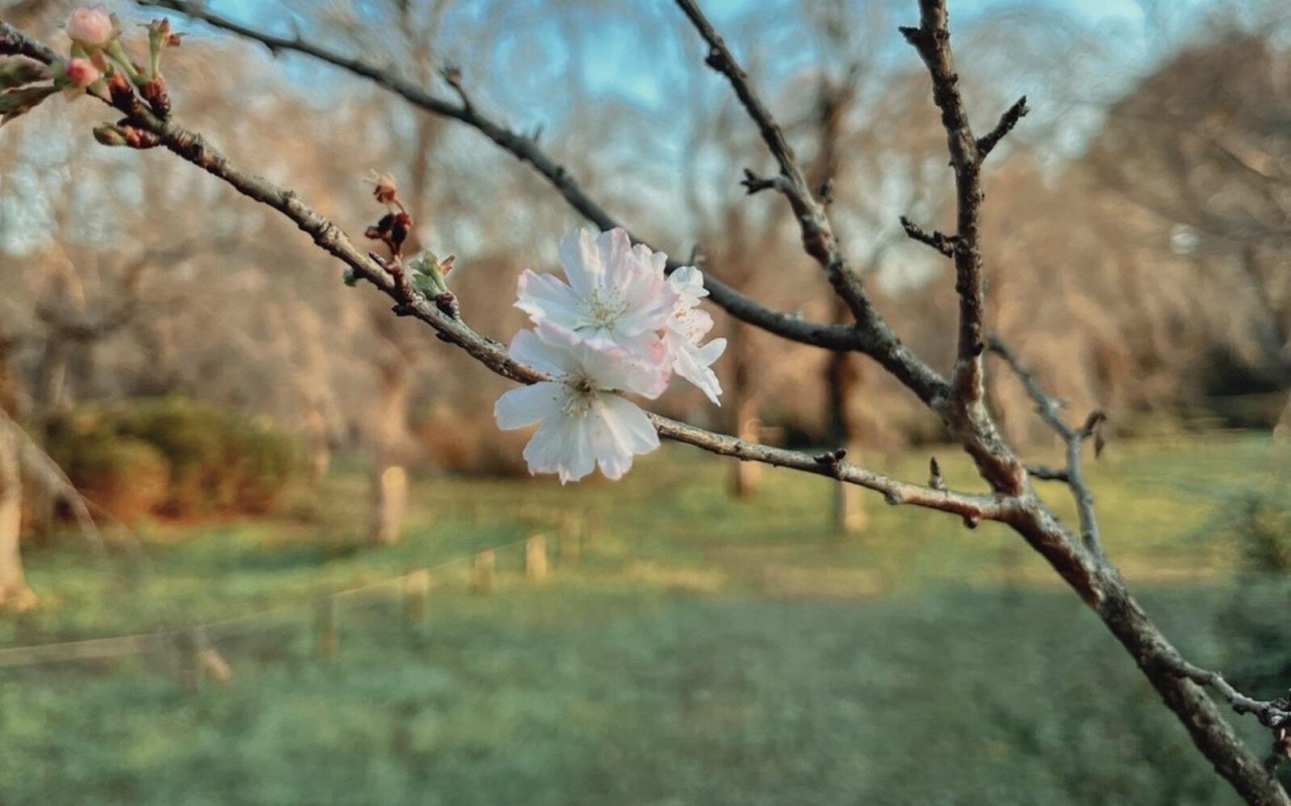 [图]Blossom-ichika Nito