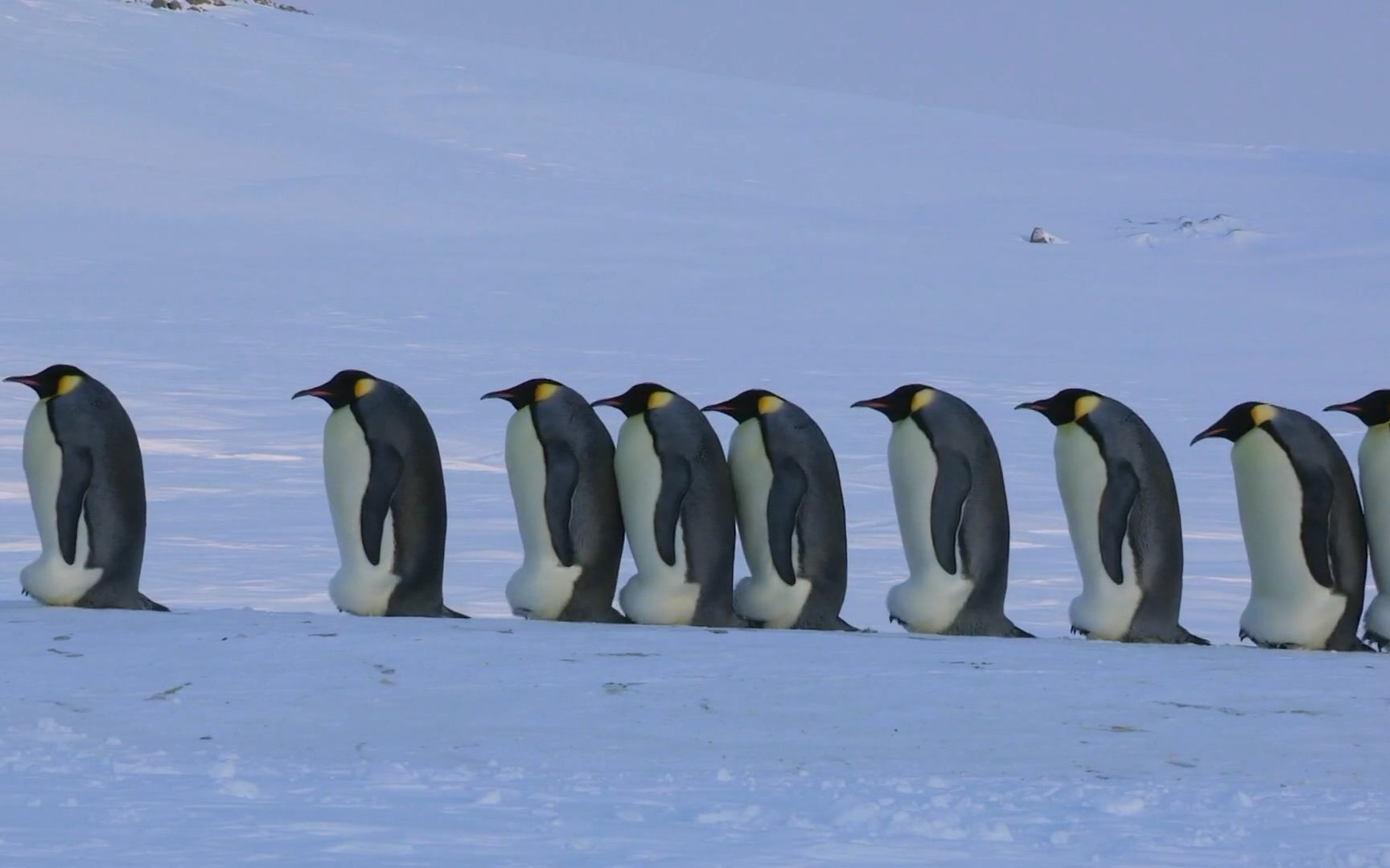 帝企鹅宝宝辛酸成长历程,生活不易