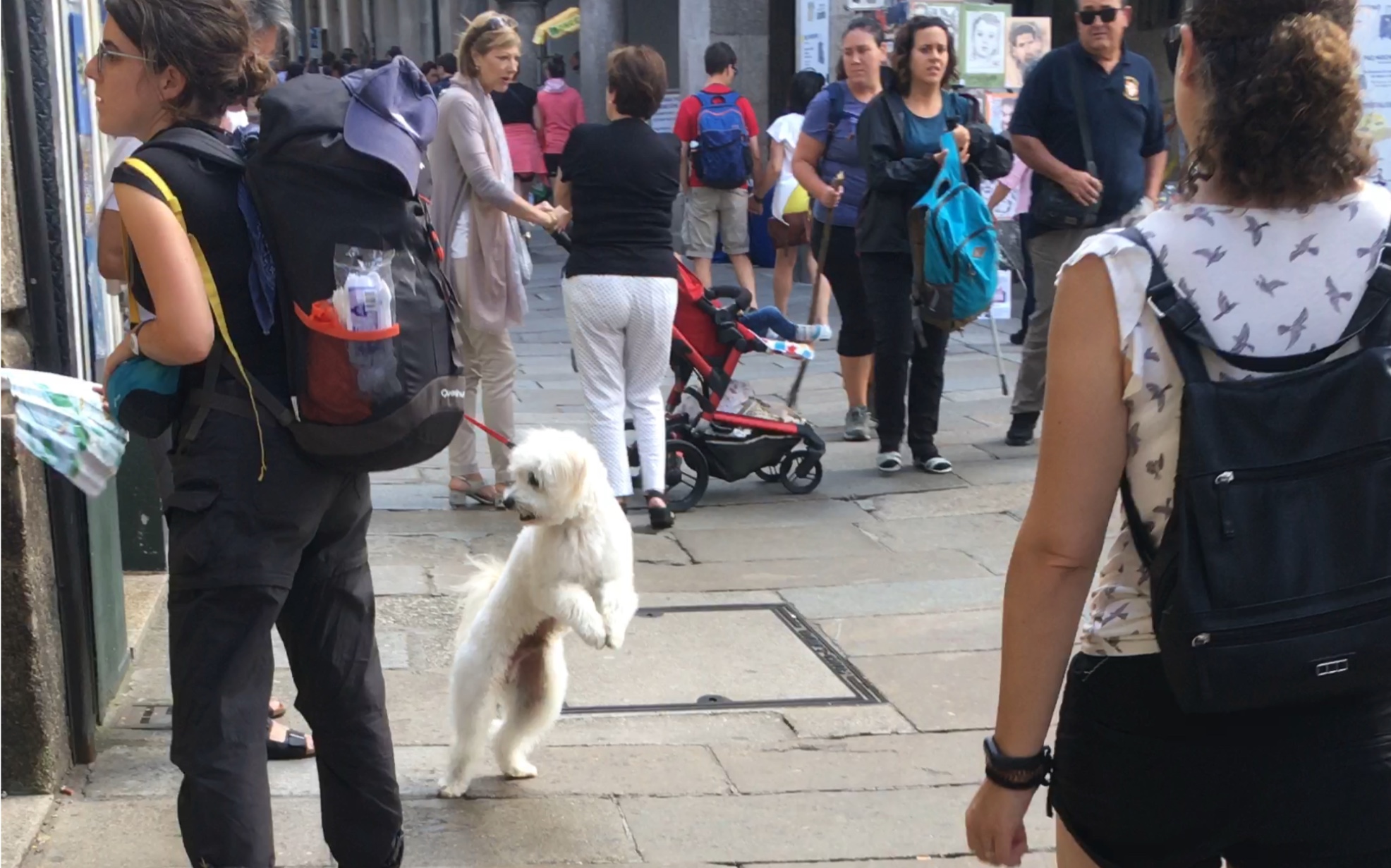 迎宾狗子,走过路过不要错过