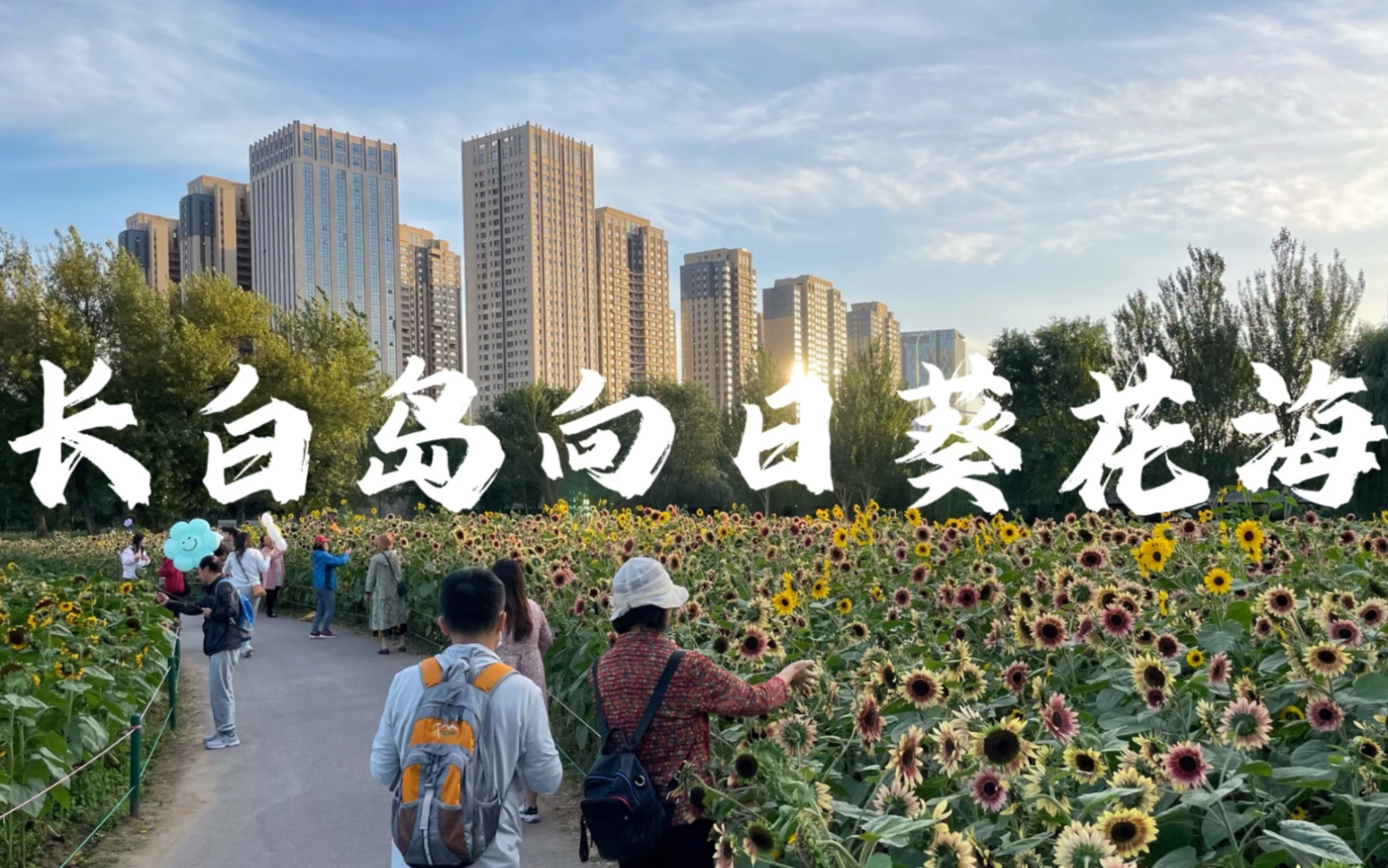 [图]长白岛森林公园向日葵花海，城市中不同种类繁多的向日葵花海。